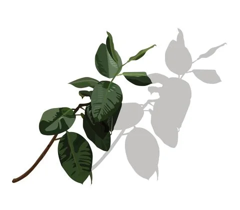 Leaves . A graceful branch that casts a shadow. Stock Illustration