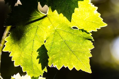 Leaves of grape in wineyard Stock Photos