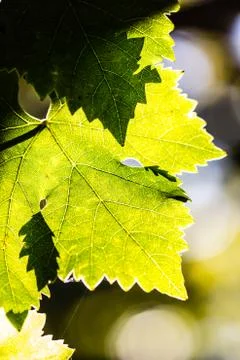 Leaves of grape in wineyard Stock Photos