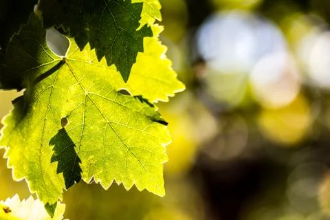 Leaves of grape in wineyard Stock Photos