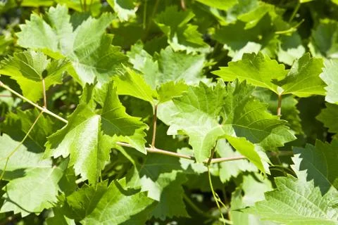 Leaves of grapes as background Stock Photos
