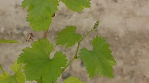 Leaves of grapes Video stock 23049510