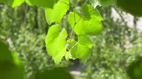 Leaves grapevine. Stock Footage 53115985