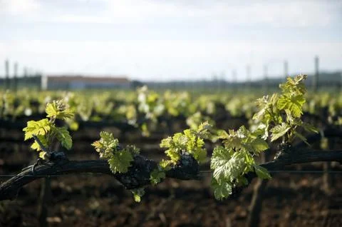 Leaves of grapevine Stock Photos