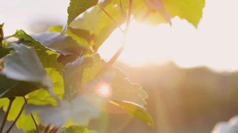 Leaves of grapevine with sunlights Stock Footage 117503059