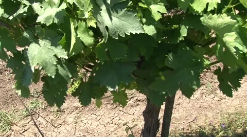 Leaves of grapevine swaying Stock Footage 50582716