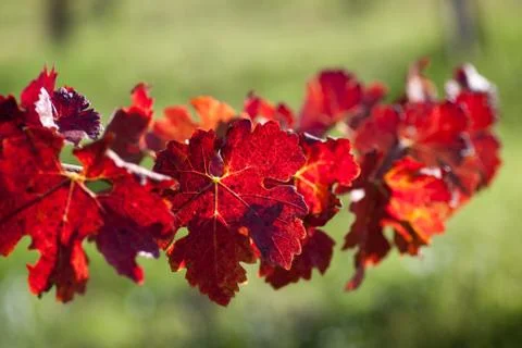 Leaves of grapevines Stock Photos