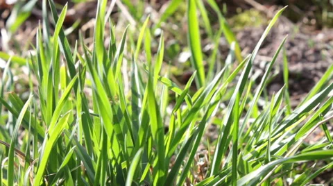 Leaves Of Grass 1 Stock-Footage 49076195