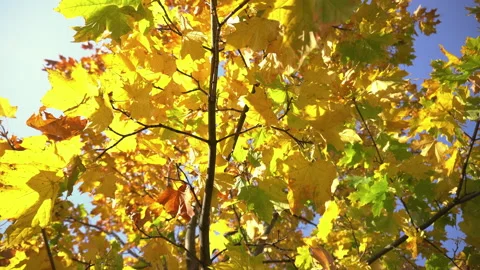 Leaves on the grass 6 Stock Footage 140457140