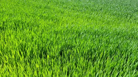 Leaves of grass blowing in the wind. 4K Stock Footage 154609814
