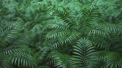 Leaves, grass, branches dynamic motion. Camera moves along green botanical Video stock 165044834