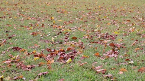 Leaves on grass during windy day Stock Footage 98574209