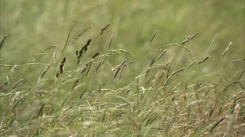Leaves of grass floating in the wind Stock Footage 11213933