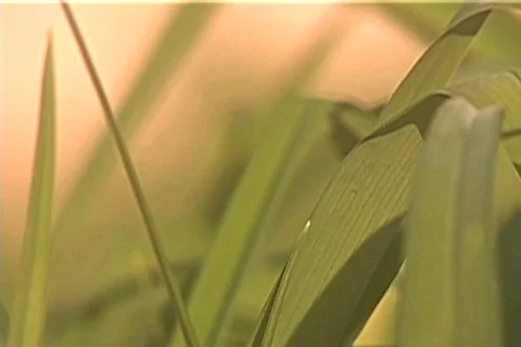 Leaves of Grass Video stock 716684