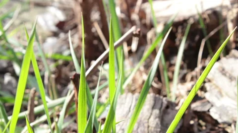 Leaves Of Grass  Stock Footage 49075890