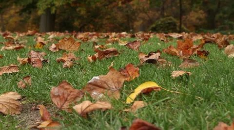Leaves On Grass Stock Footage 60107913