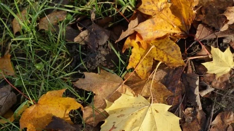 Leaves on the grass 库存影片 81364008