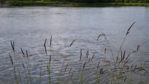 Leaves of grass Stock Footage 313838960