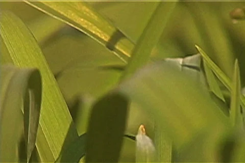 Leaves of Grass II Video stock 721207