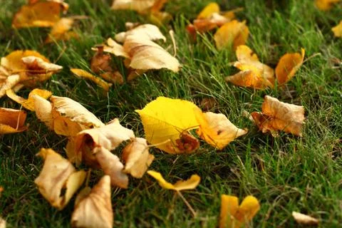 Leaves on grass Stock Photos
