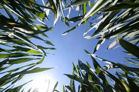 Leaves of Grass Fotos Stock