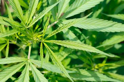 Leaves Of The Grass Stock Photos