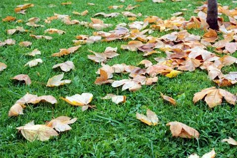 Leaves on the grass Stock Photos