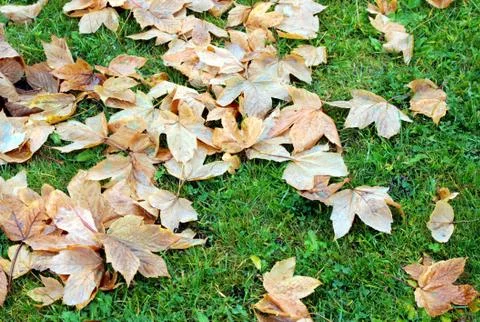 Leaves on the grass Stock Photos