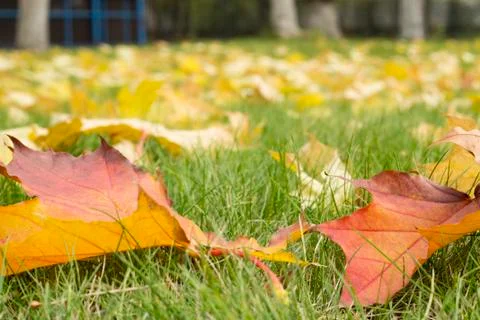 The leaves on the grass. Stock Photos