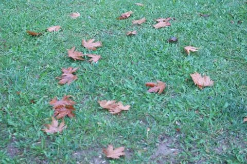 Leaves on the grass Foto stock