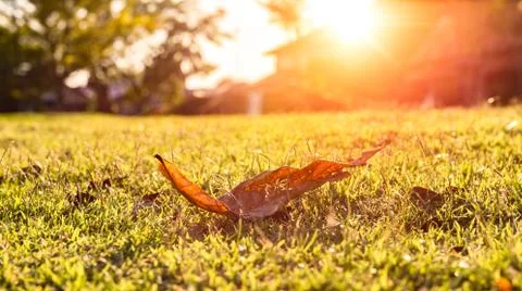 Leaves on the grass Stock Photos