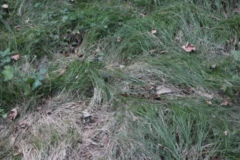 Leaves in the grass. Stock Photos