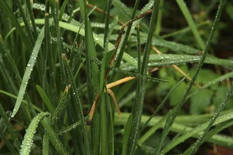 Leaves of grass Stock Photos