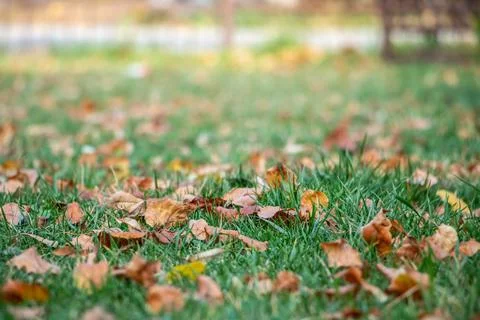 Leaves on the grass Stock Photos