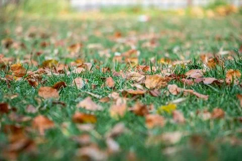 Leaves on the grass Stock Photos