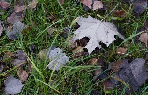 Leaves on the grass Fotos Stock