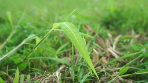 Leaves of the grass Setaria barbata Video stock 262302153