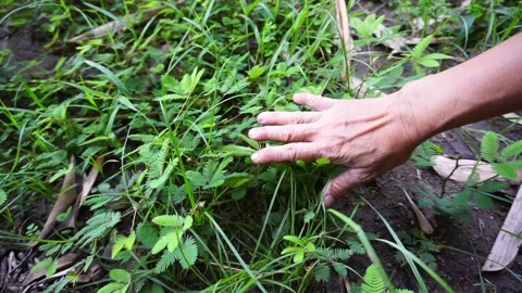 The leaves of the grass will shrink when rubbed by the hand. Stock Footage 161936261
