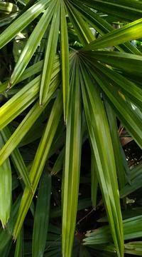 Leaves as a great background Stock Photos