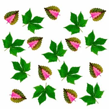 Leaves green and leaves pink on a white background. Stock Photos