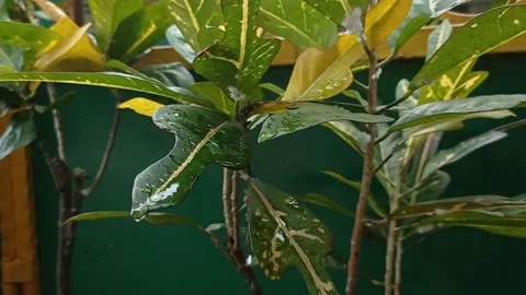 Leaves on a green background Stock Footage 146246950