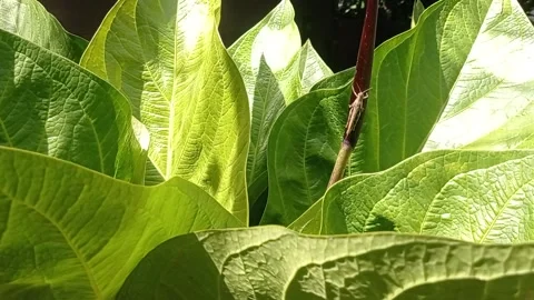 Leaves on a green background Stock Footage 146259079