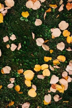 Leaves on the green grass Stock Photos