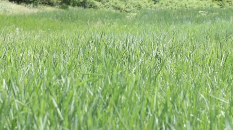 Leaves of green grass in the wind Stockbeeldmateriaal 24499355