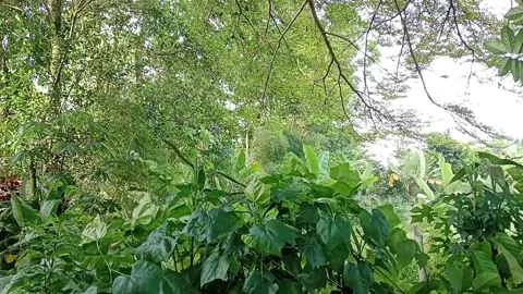 The leaves of the green hedge Stock Footage 224694962