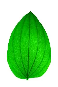Leaves green on isolated background Foto stock
