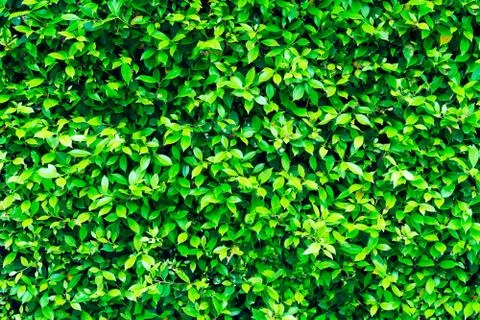 Leaves green leaf surface in bright sunlight. Stock Photos