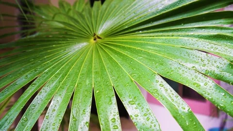 Leaves of a green palm tree that rain falls film in slow motion Vidéo 169322013