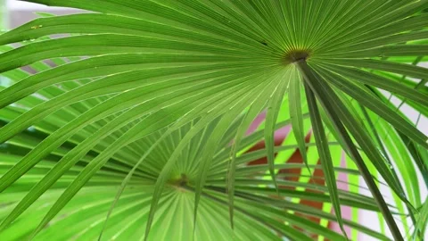 Leaves of a green palm tree that rain falls film wide angle 스톡 동영상 169322326