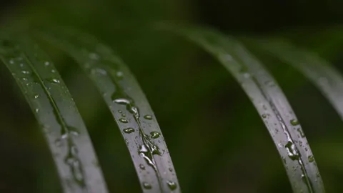 Leaves of a green palm tree that rain falls, close up Stock Footage 169322596